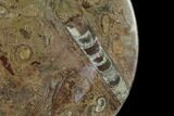 Fossil Orthoceras & Goniatite Oval Plate - Stoneware #140226-1